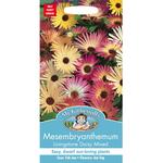 Mr Fothergills Mesembryanthemum Livingstone Daisy Seeds