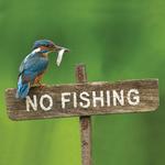 RSPB Kingfisher No Fishing! Blank Card