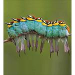 RSPB European Bee-Eater Birds Card Pack