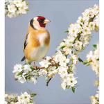 RSPB Goldfinch Blossom Card Pack