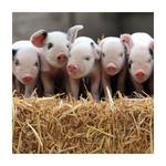 Countryfile Gloucester Old Spot Piglets Card