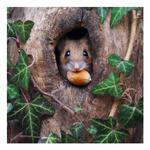 BBC Springwatch Wood Mouse Acorn Blank Card