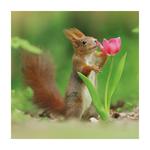 BBC Springwatch Red Squirrel Greeting Card